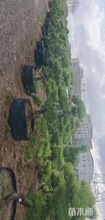 高度150厘米黑松