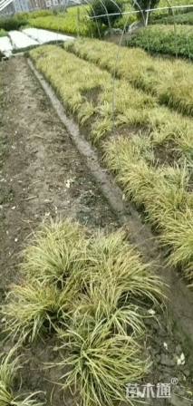 高度20厘米金叶苔草