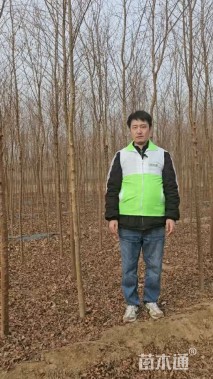 4.5公分榆树