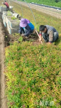 高度30厘米金焰绣线菊