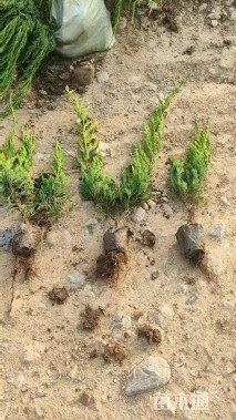 高度60厘米小龙柏