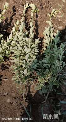 高度30厘米金边黄杨