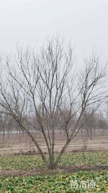 高度800厘米丛生元宝枫