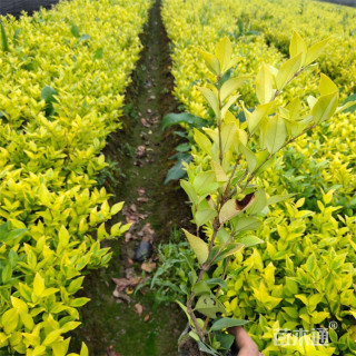 高度30厘米金森女贞