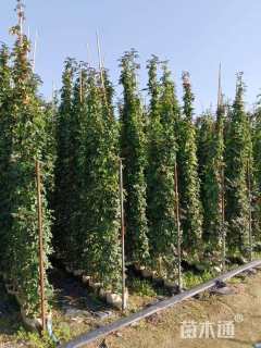 100厘米藤本月季