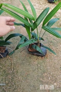 裸干高20厘米棕竹