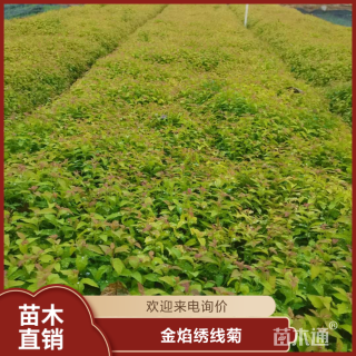 高度50厘米金焰绣线菊