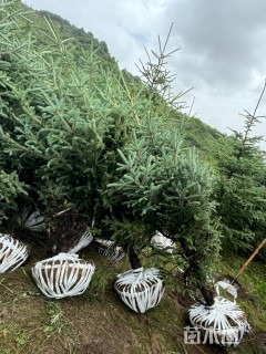 高度150厘米云杉