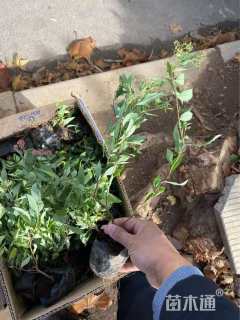 高度42厘米绣线菊