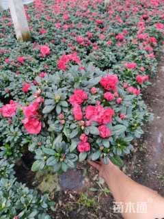 高度30厘米杜鹃