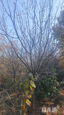 12公分垂丝海棠