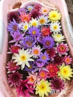 高度10厘米睡莲