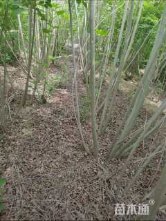 高度200厘米紫穗槐