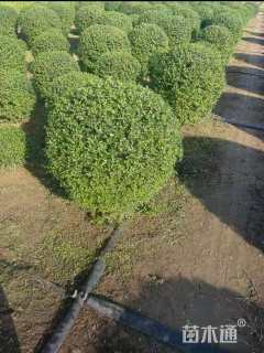 冠幅150厘米小叶女贞球
