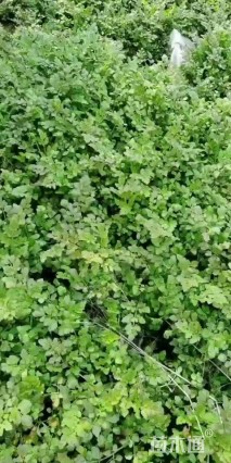 高度30厘米水芹