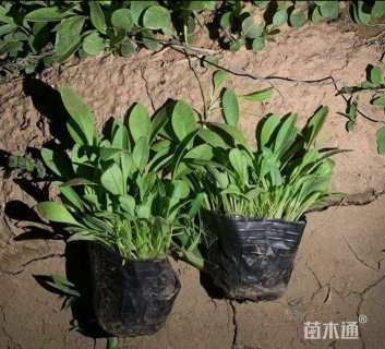 高度20厘米鼠尾草