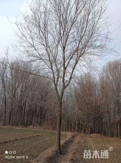 25公分榆树