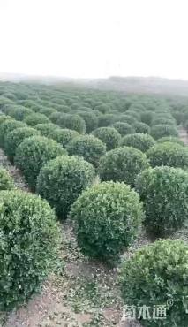 冠幅130厘米大叶黄杨球