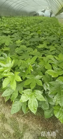高度40厘米八角金盘