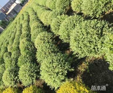 冠幅60厘米银姬小蜡球