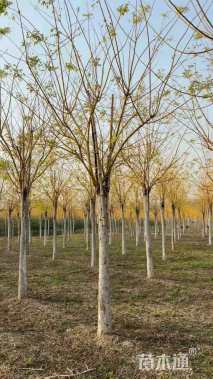 高度200厘米丛生金枝槐