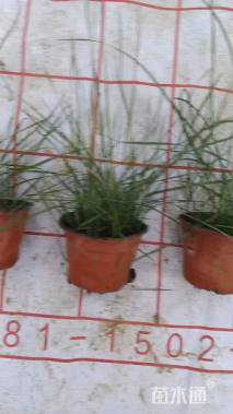 高度15厘米粉黛乱子草