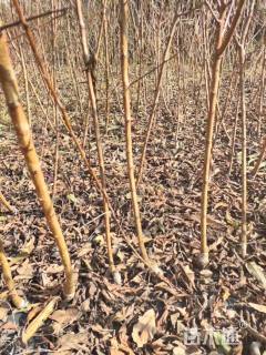 高度80厘米脆红李