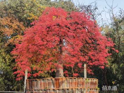 高度250厘米羽毛枫