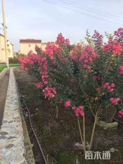 高度160厘米丛生紫薇