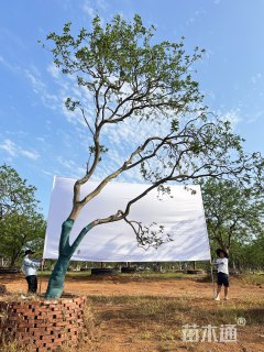 20公分造型香橼