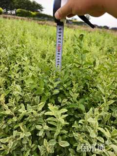 高度50厘米银姬小蜡