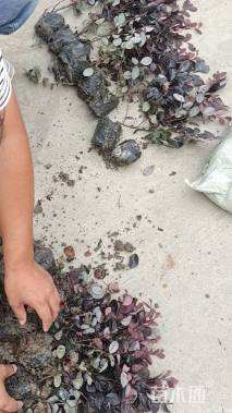 高度25厘米红花继木