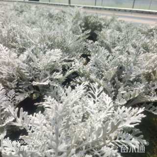 高度30厘米银叶菊