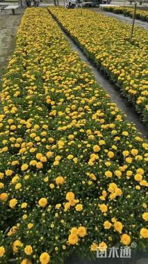 高度20厘米大花金鸡菊