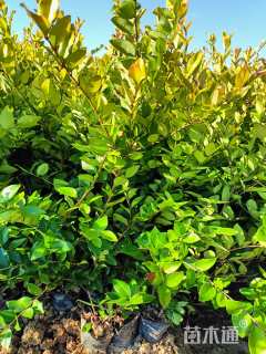 高度40厘米金森女贞