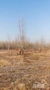 高度700厘米丛生白蜡