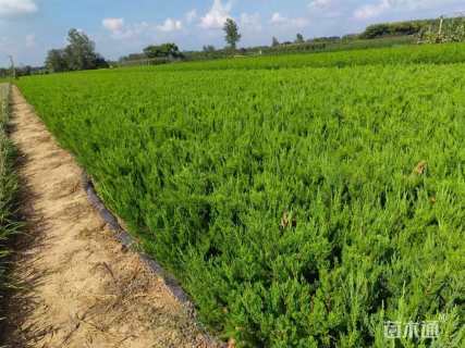 高度40厘米小龙柏