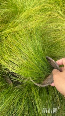 高度20厘米细茎针茅