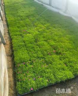 高度30厘米欧石竹