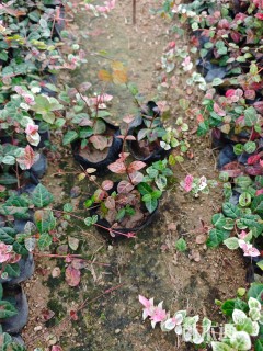 20厘米花叶络石