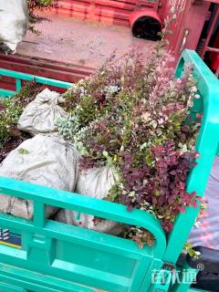 高度50厘米红叶小檗