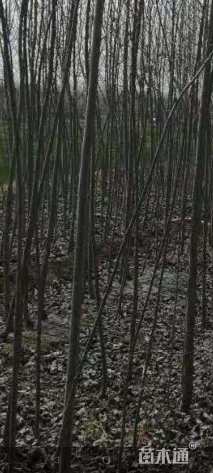 2公分杨树