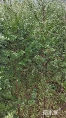 1公分南方红豆杉