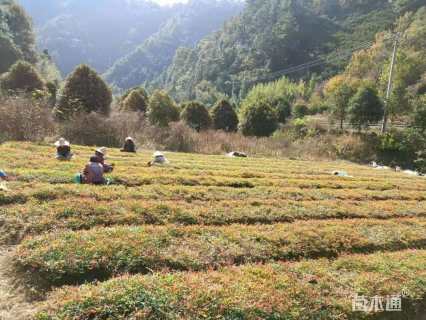 高度10厘米南天竹