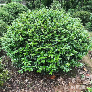 冠幅150厘米茶梅球