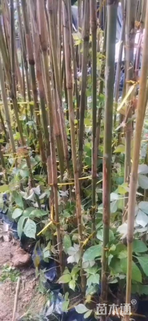 容器苗扶芳藤