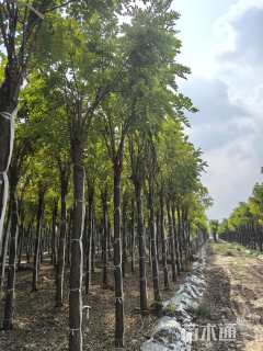 8公分嫁接香花槐