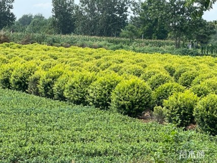 高度40厘米金叶女贞