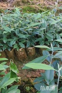 0.3公分乐东拟单性木兰