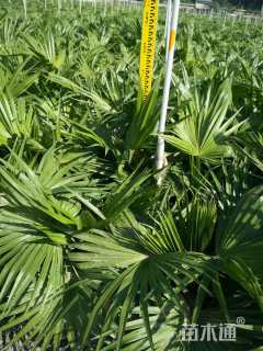 裸干高20厘米蒲葵